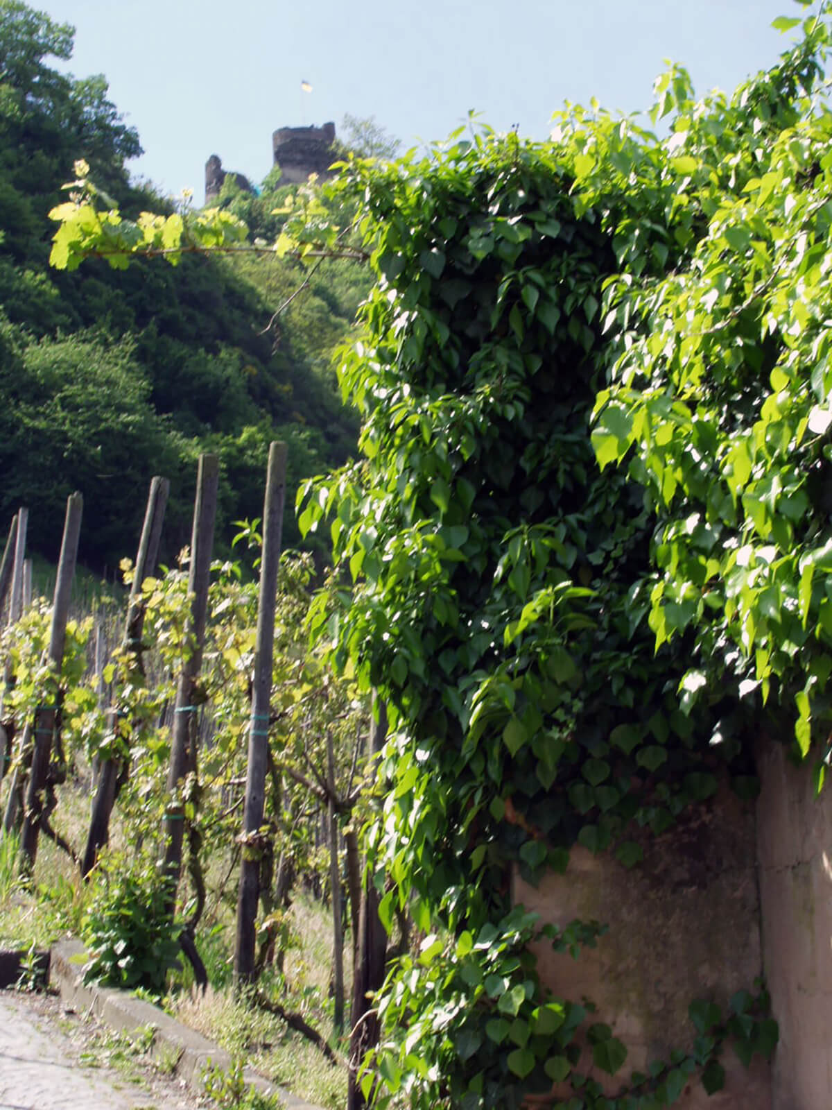 Photo of Grapes of Mosel Valley in the Wine Region, Germany